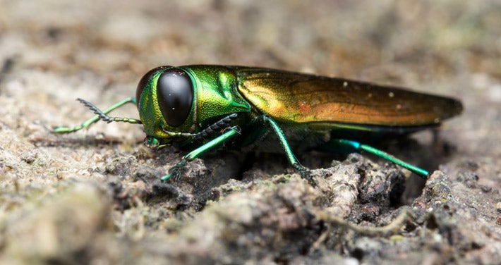 emerald ash borer