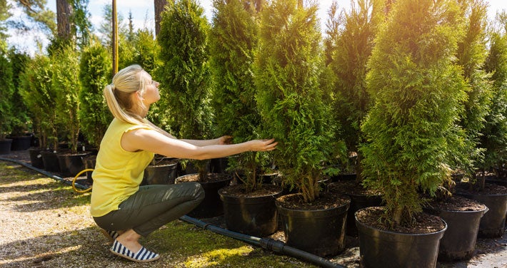 woman shopping for trees at garden center