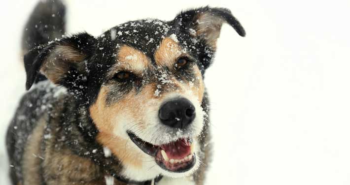 A dog in snow