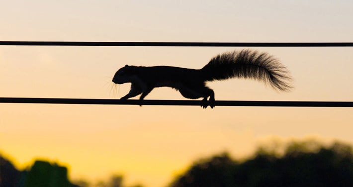 squirrel on electric wire against sunset sky