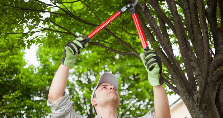man trimming tree limb