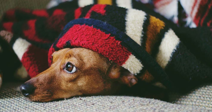 cozy pup