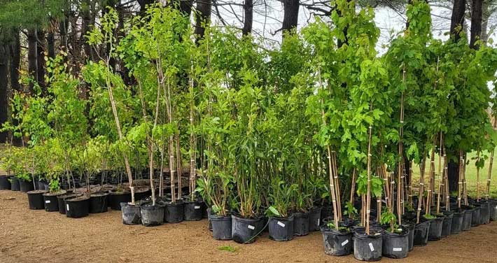 Trees and shrubs for Arbor day