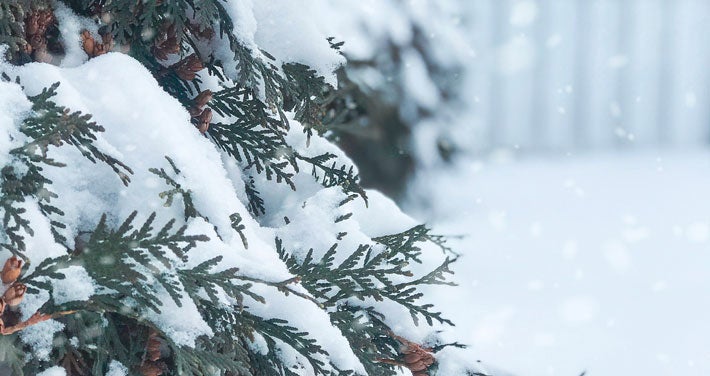 Snow falling onto an evergreen tree
