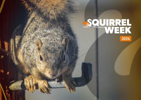 Squirrel Week 2024
