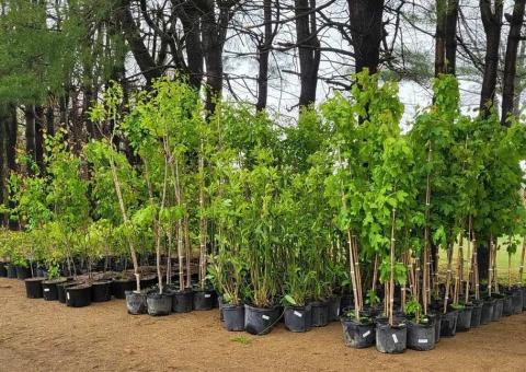 Trees and shrubs for Arbor Day